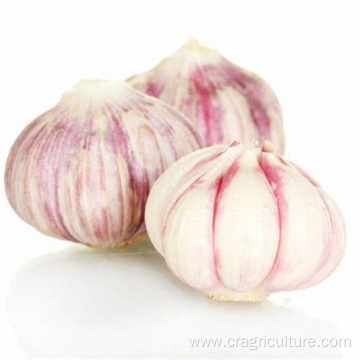 Best Sale Fresh 5.5cm Red Garlic